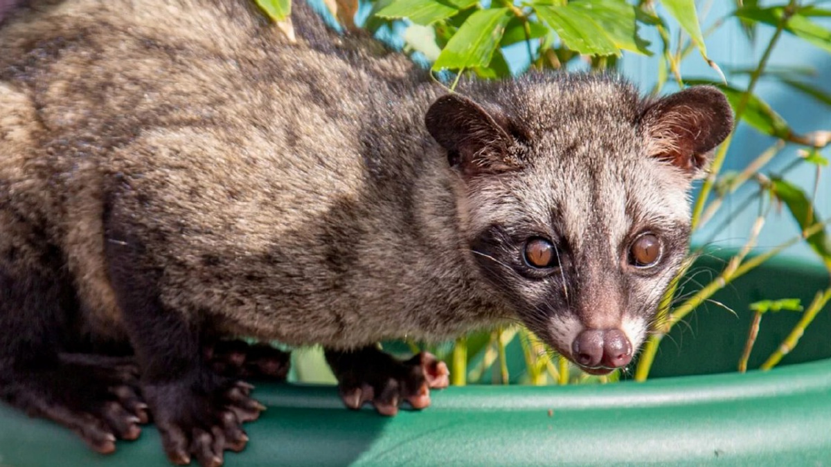 Three arrested in wildlife trafficking crackdown as endangered palm civet cubs seized