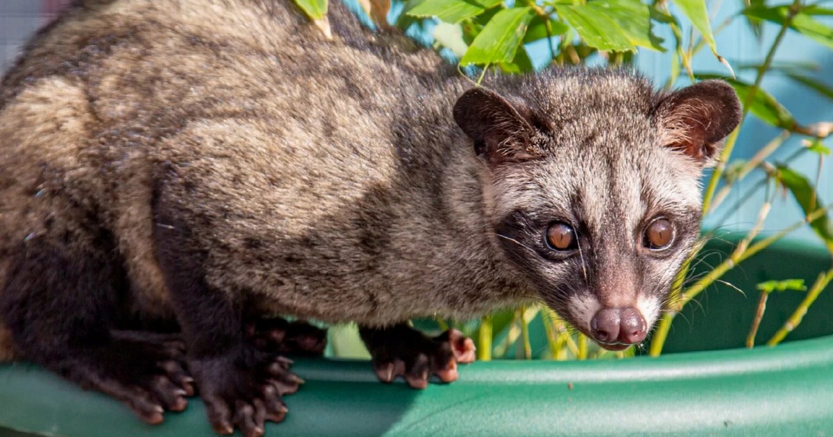 Three arrested in wildlife trafficking crackdown as endangered palm civet cubs seized