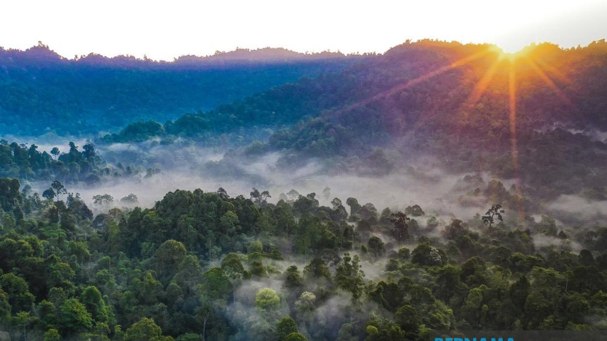 Kelantan to Replace All Degazetted Forest Reserves, State Assures
