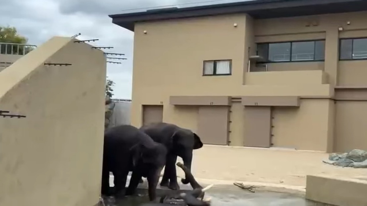 Malaysian Elephants Thrive at Osaka Zoo Under International Care Programme