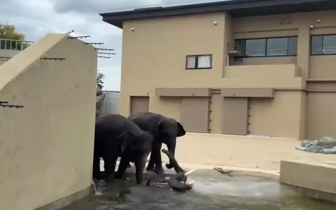 Malaysian Elephants Thrive at Osaka Zoo Under International Care Programme