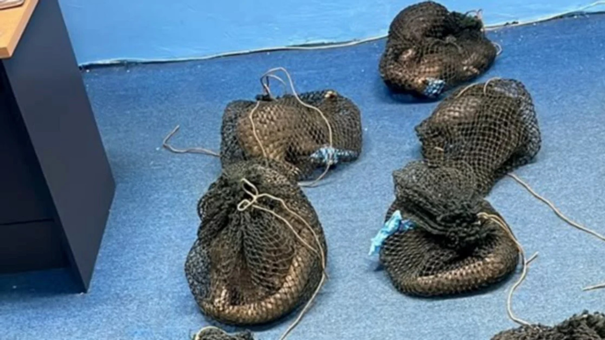 Filipino national arrested with 10 endangered pangolins and elephant tusk in Sabah wildlife crackdown