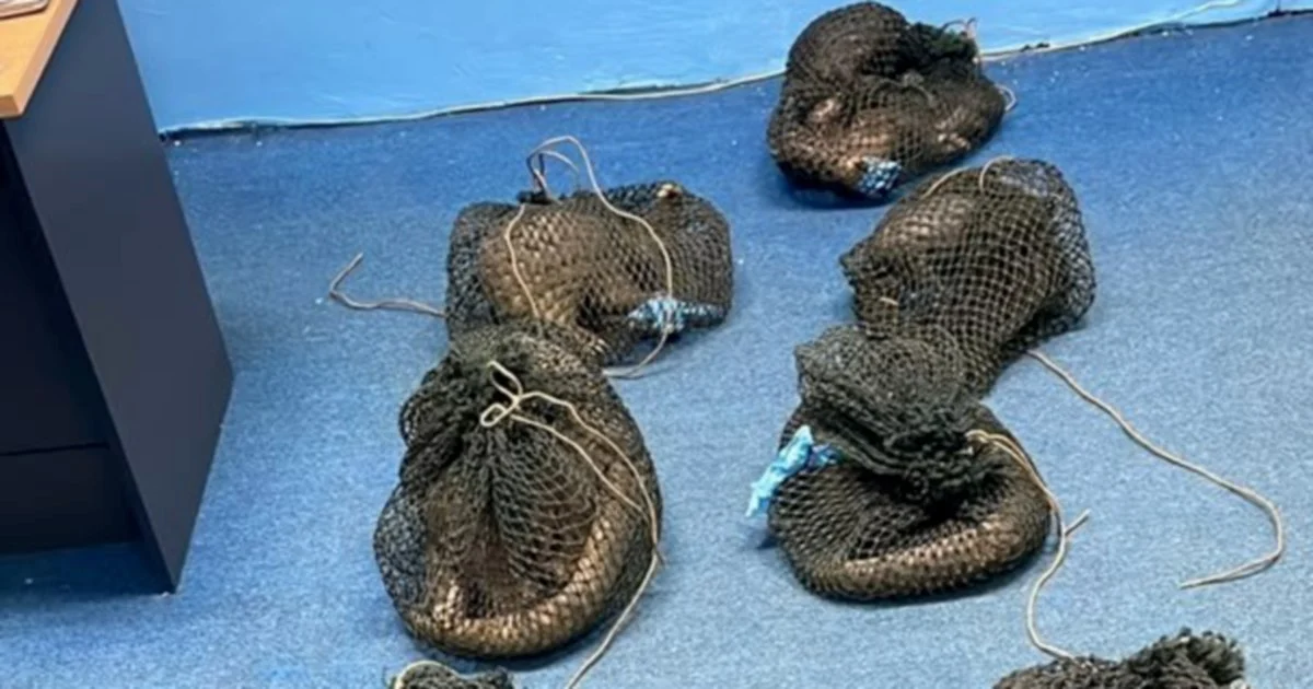 Filipino national arrested with 10 endangered pangolins and elephant tusk in Sabah wildlife crackdown