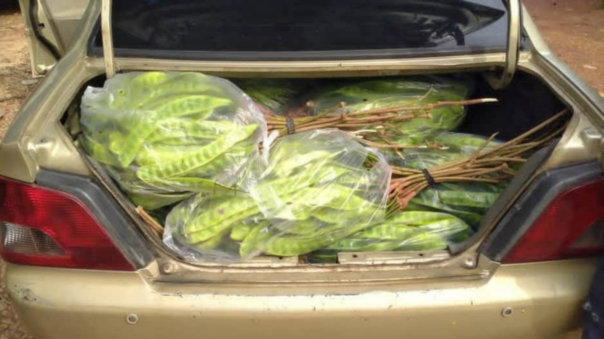 Thai national arrested smuggling RM8,000 in petai and pomelos through illegal jetty