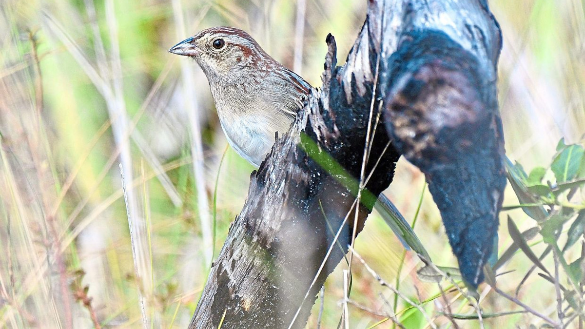 How Environmental Conditions Shape Bird Communication Across Generations
