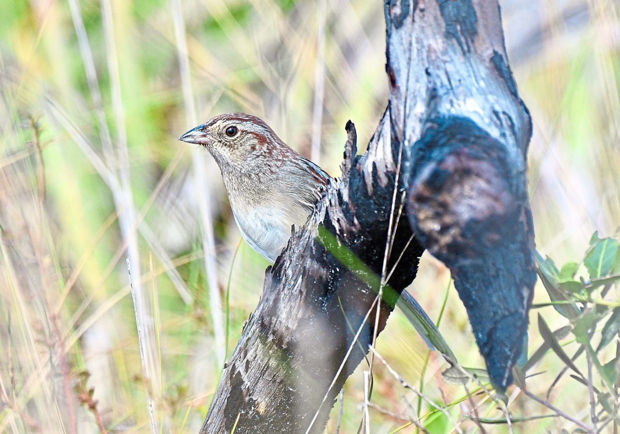 How Environmental Conditions Shape Bird Communication Across Generations