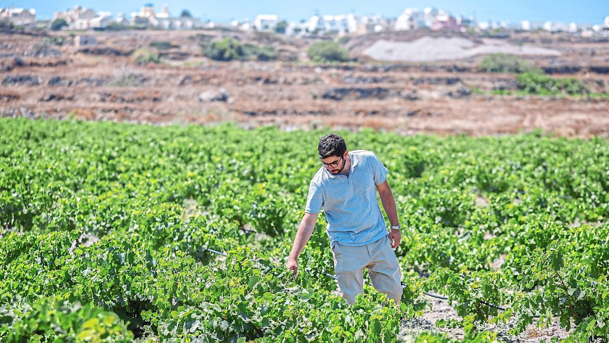 Greek Winemakers Turn to Wastewater and Innovation as Santorini Battles Climate Crisis
