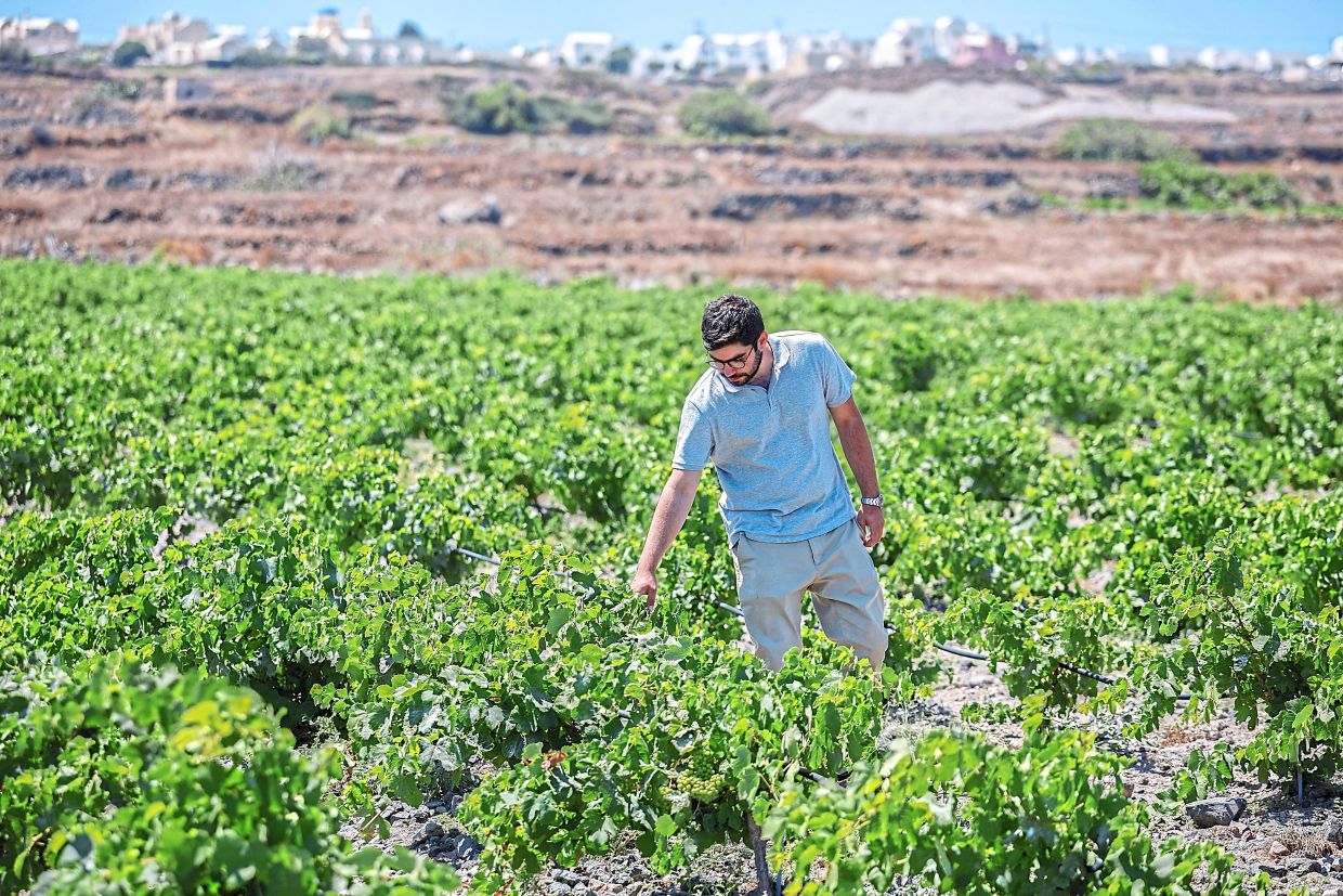 Greek Winemakers Turn to Wastewater and Innovation as Santorini Battles Climate Crisis