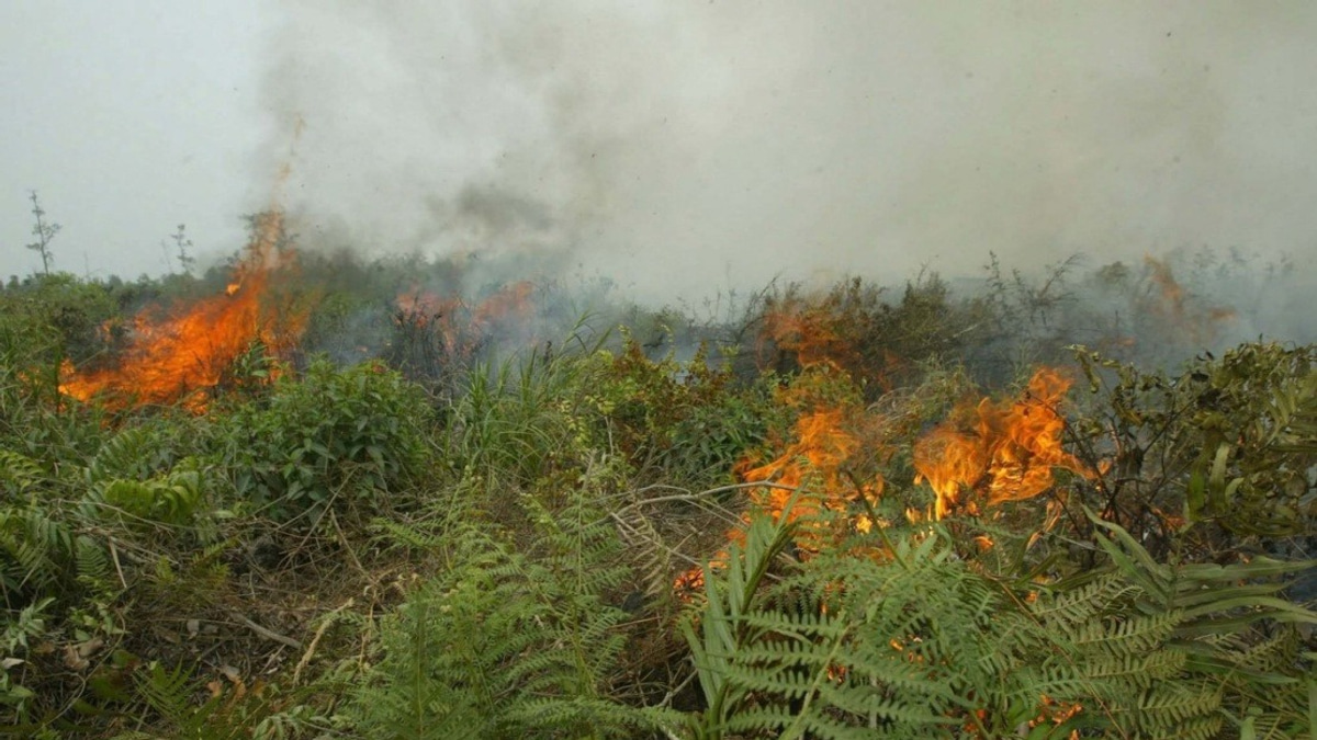 Indonesia Grapples with Escalating Forest Fire Crisis as Kalimantan Hotspots Surge Dramatically