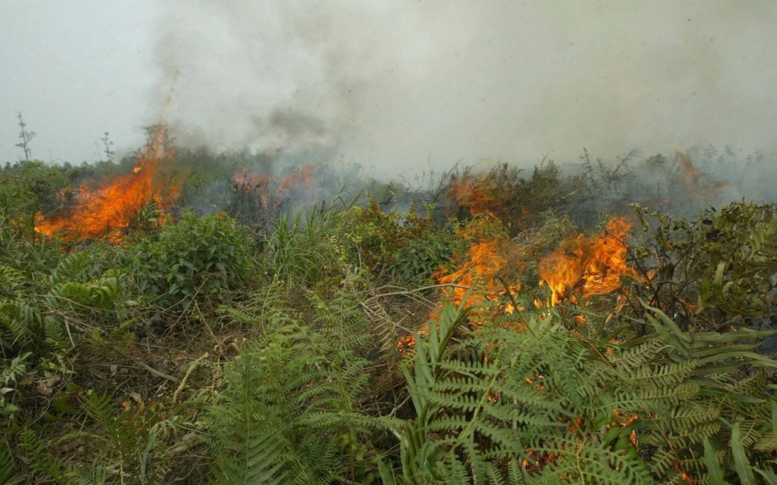 Indonesia Grapples with Escalating Forest Fire Crisis as Kalimantan Hotspots Surge Dramatically