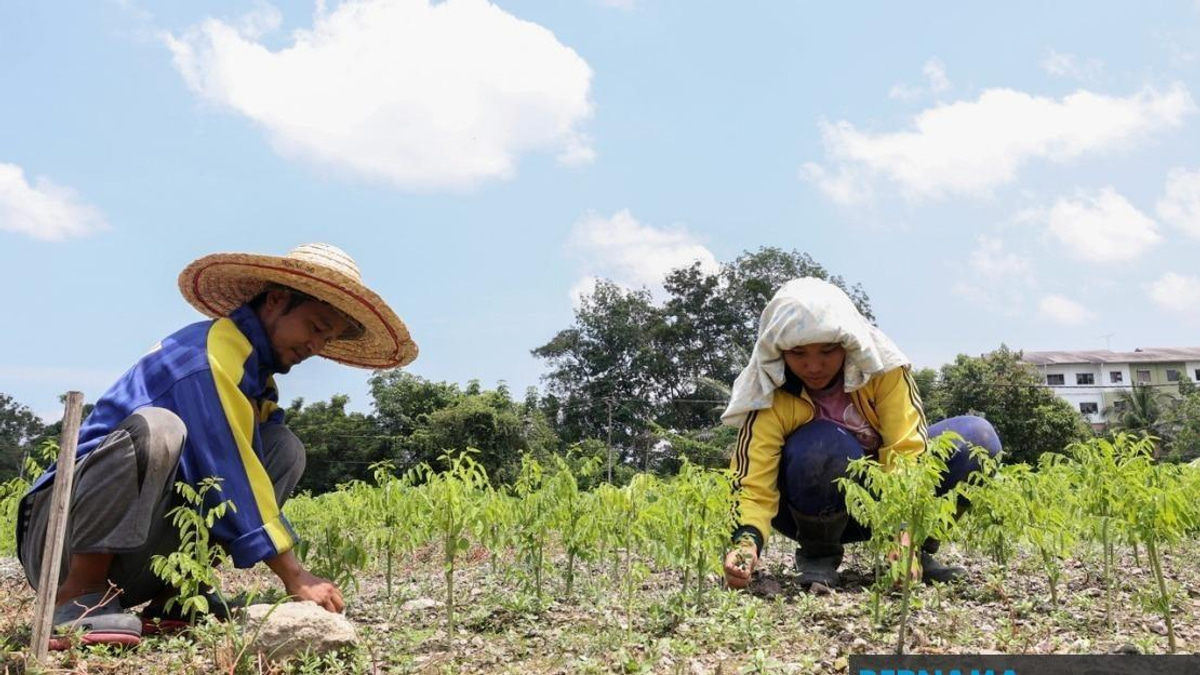 Extreme Heat Grips 17 Malaysian Areas, Threatening Crop Yields and Farm Viability