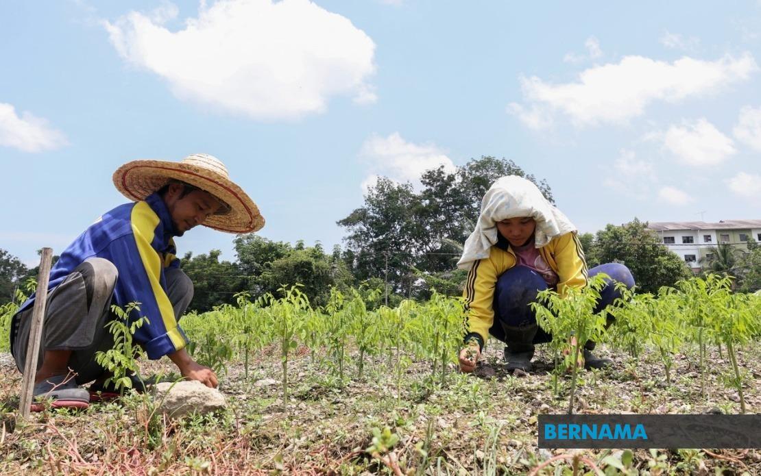Extreme Heat Grips 17 Malaysian Areas, Threatening Crop Yields and Farm Viability