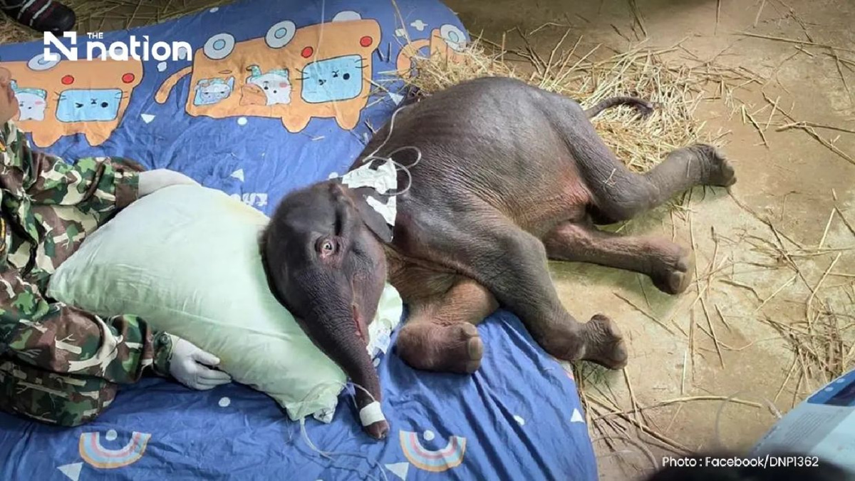 Thailand's Young Wild Elephant Dies Despite Intensive Rescue Efforts