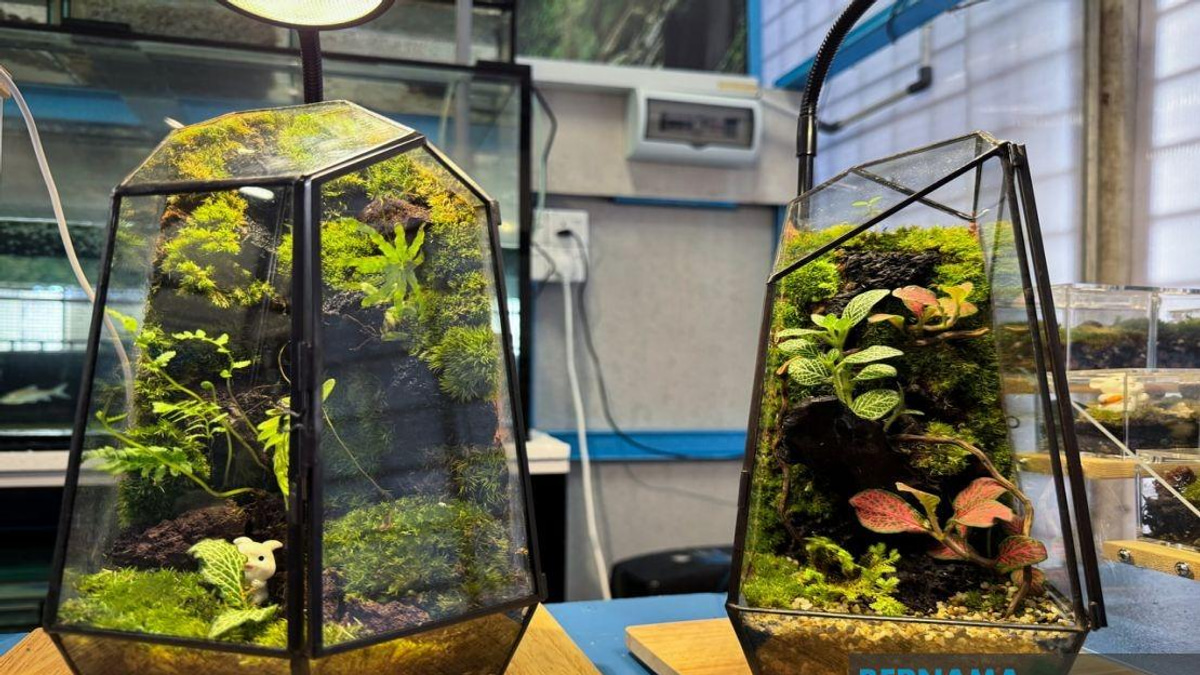 Jeli Polytechnic Student Transforms Recycled Materials Into Thriving Miniature Garden Business