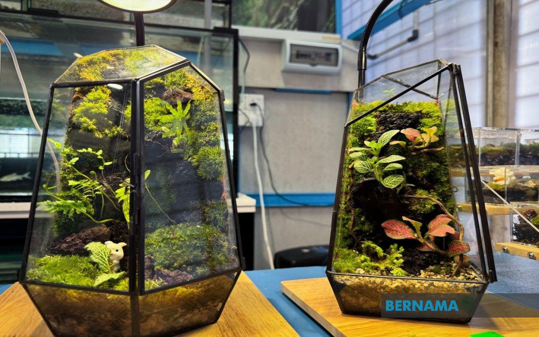 Jeli Polytechnic Student Transforms Recycled Materials Into Thriving Miniature Garden Business