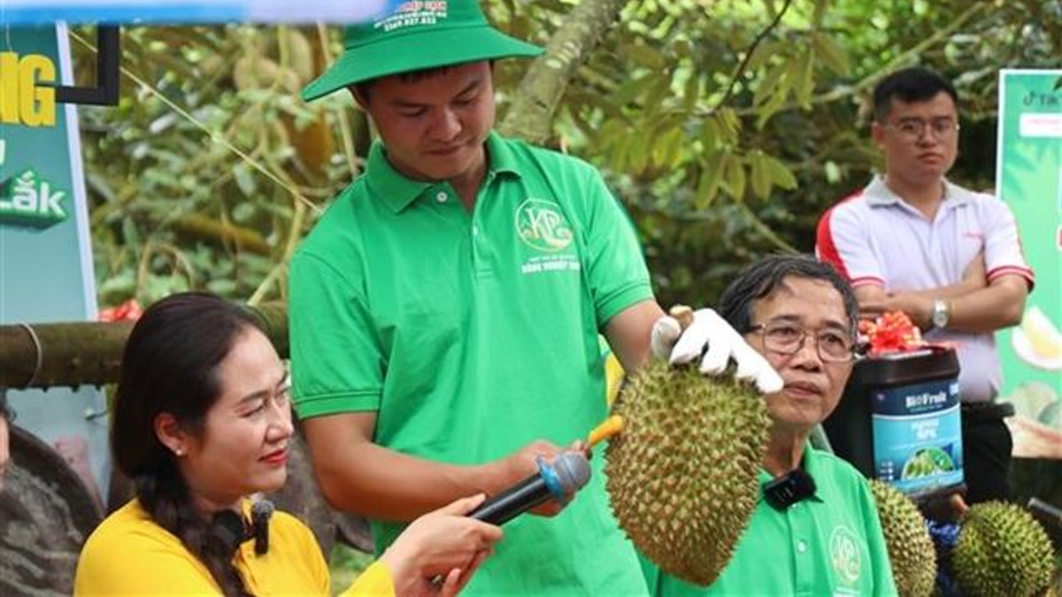 Vietnam's Durian Exports Face Credibility Test as Corruption Probe Exposes Certification Gaps