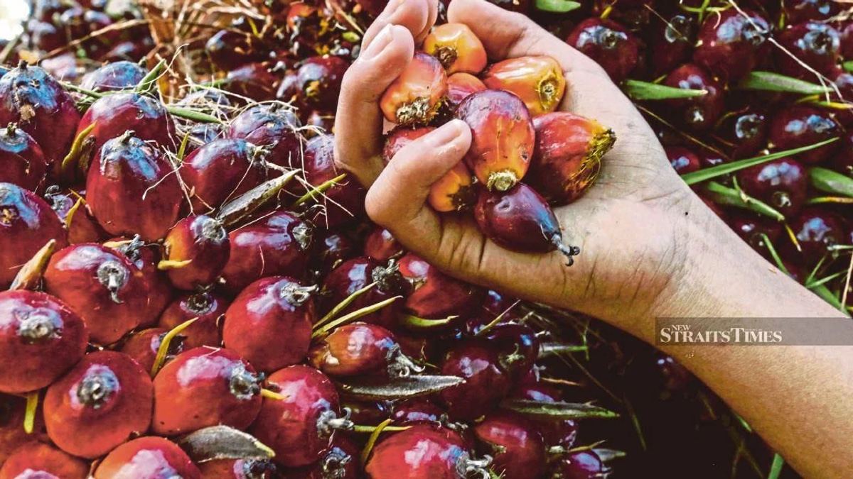 Ex-KLK employee denies concealing palm oil inventory records
