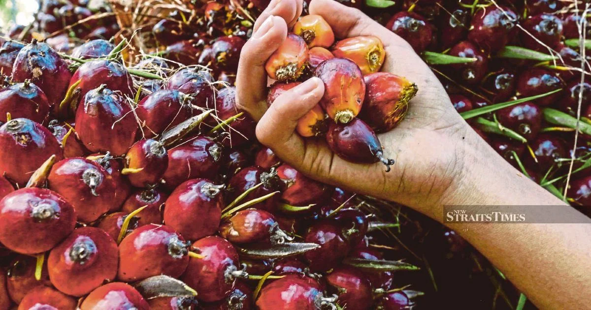 Ex-KLK employee denies concealing palm oil inventory records