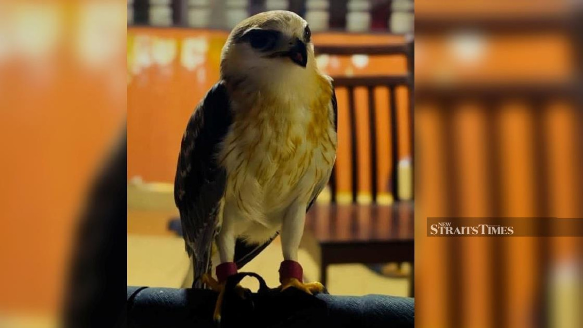 Police Arrest Suspect, Recover RM100,000 Black-winged Kite in Kapar Enforcement Operation