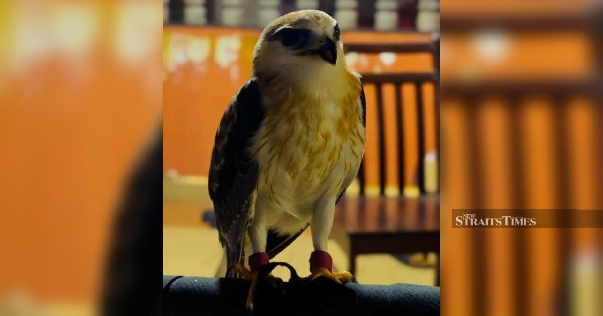 Police Arrest Suspect, Recover RM100,000 Black-winged Kite in Kapar Enforcement Operation