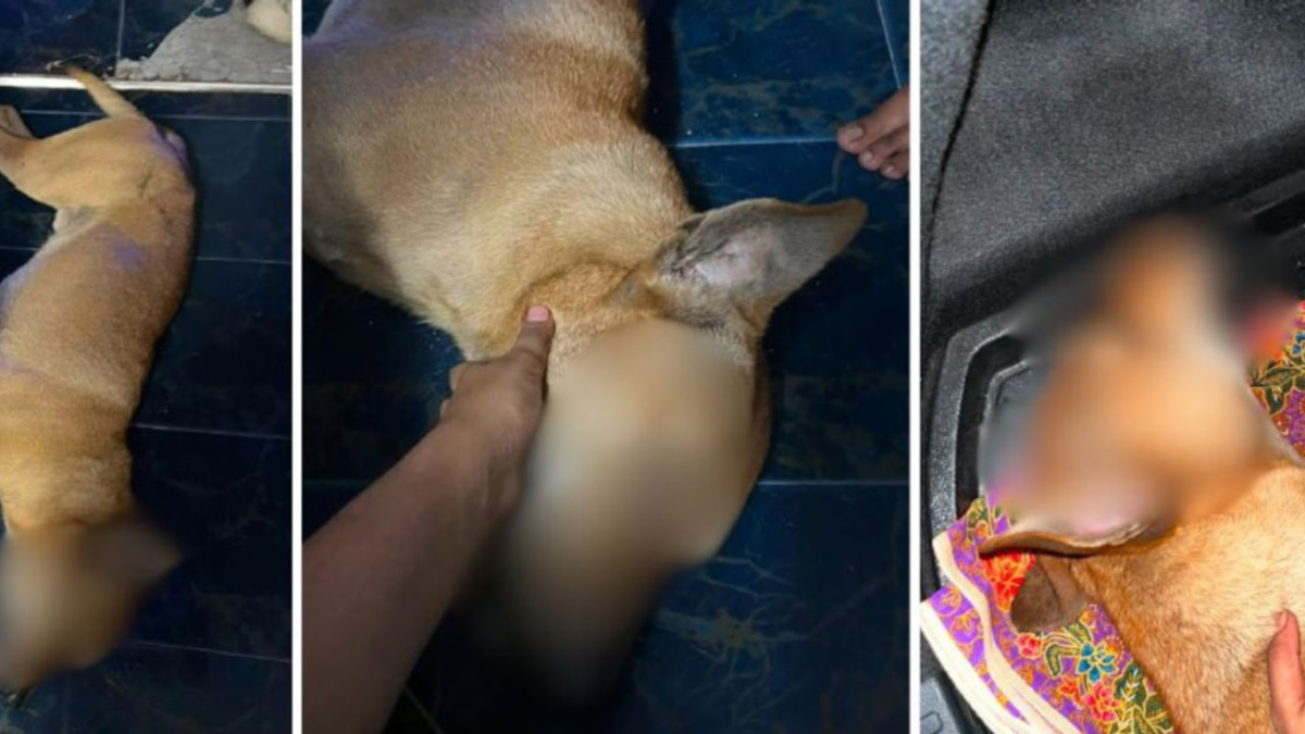 Selangor DVS Escalates Rocky Abuse Investigation with Police Report and Witness Statements