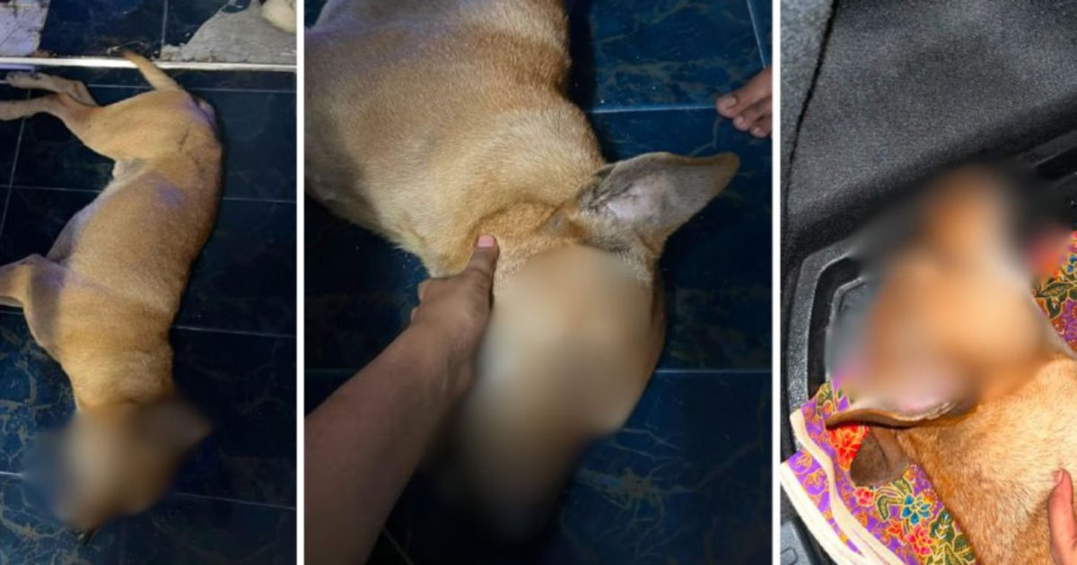 Selangor DVS Escalates Rocky Abuse Investigation with Police Report and Witness Statements