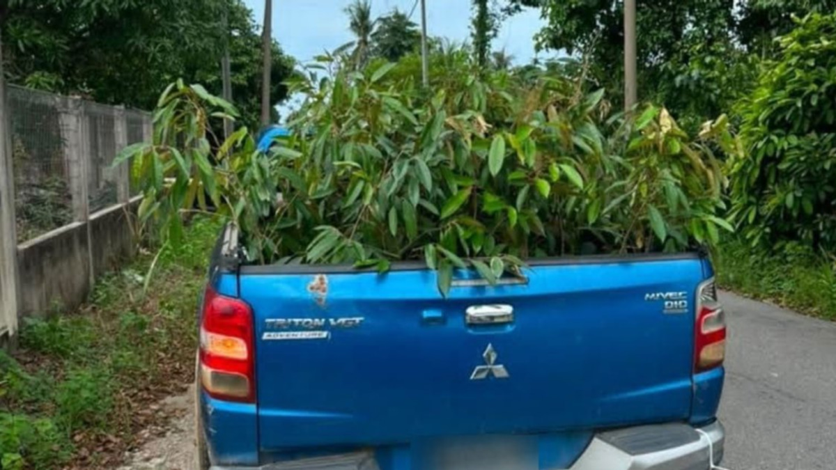 Customs Officers Seize Smuggled Durian Saplings in Cross-Border Crackdown