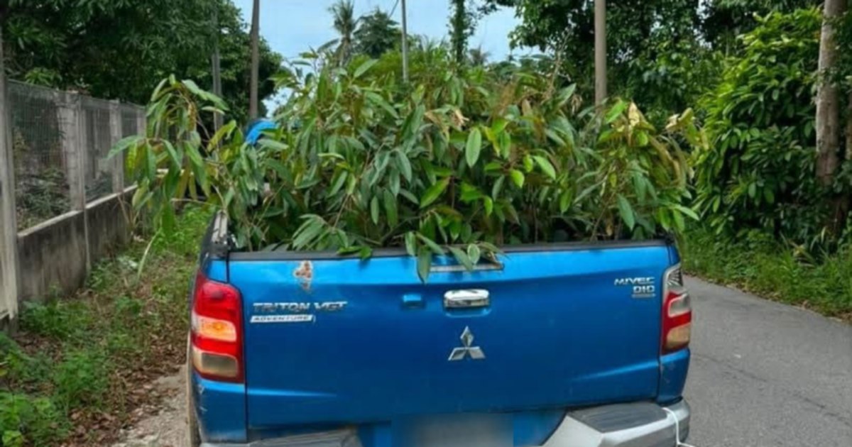 Customs Officers Seize Smuggled Durian Saplings in Cross-Border Crackdown