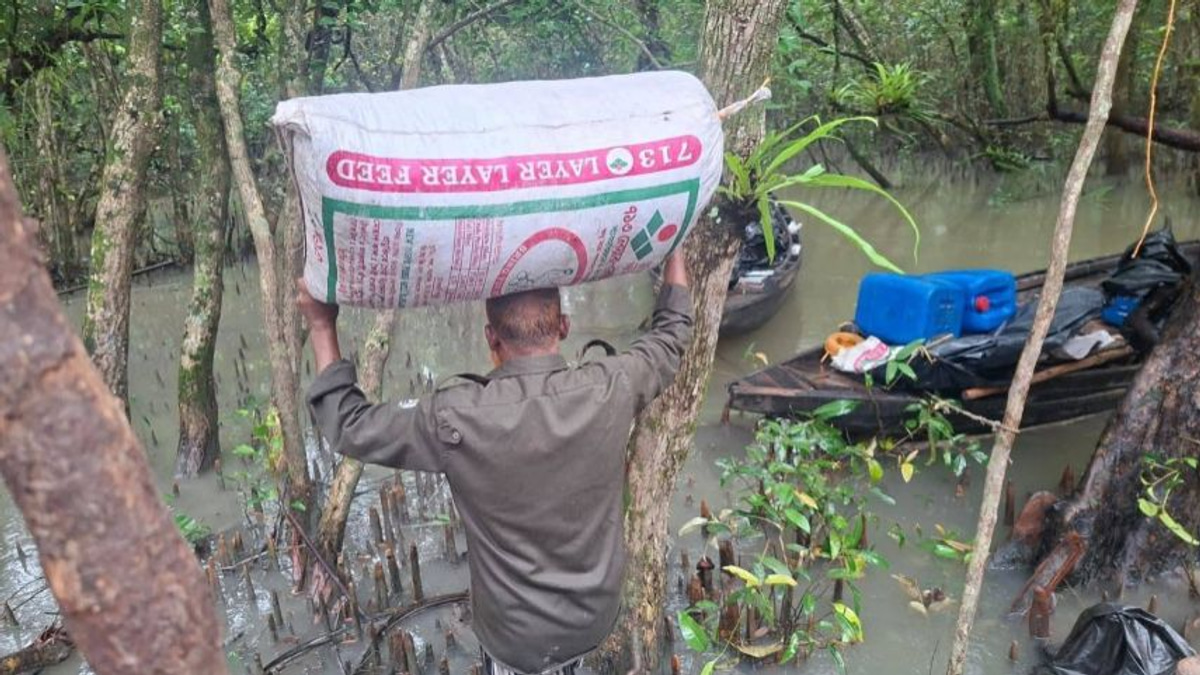 Bangladesh uncovers illegal poison-laced shrimp network in Sundarbans UNESCO site