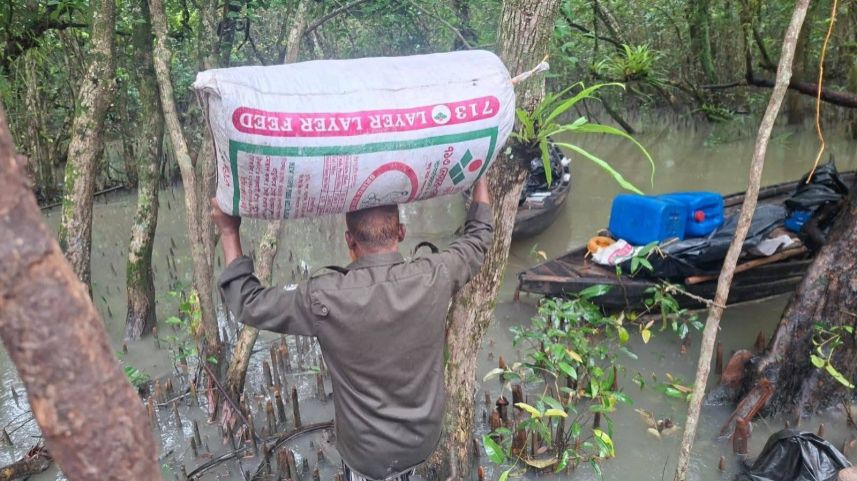 Bangladesh uncovers illegal poison-laced shrimp network in Sundarbans UNESCO site