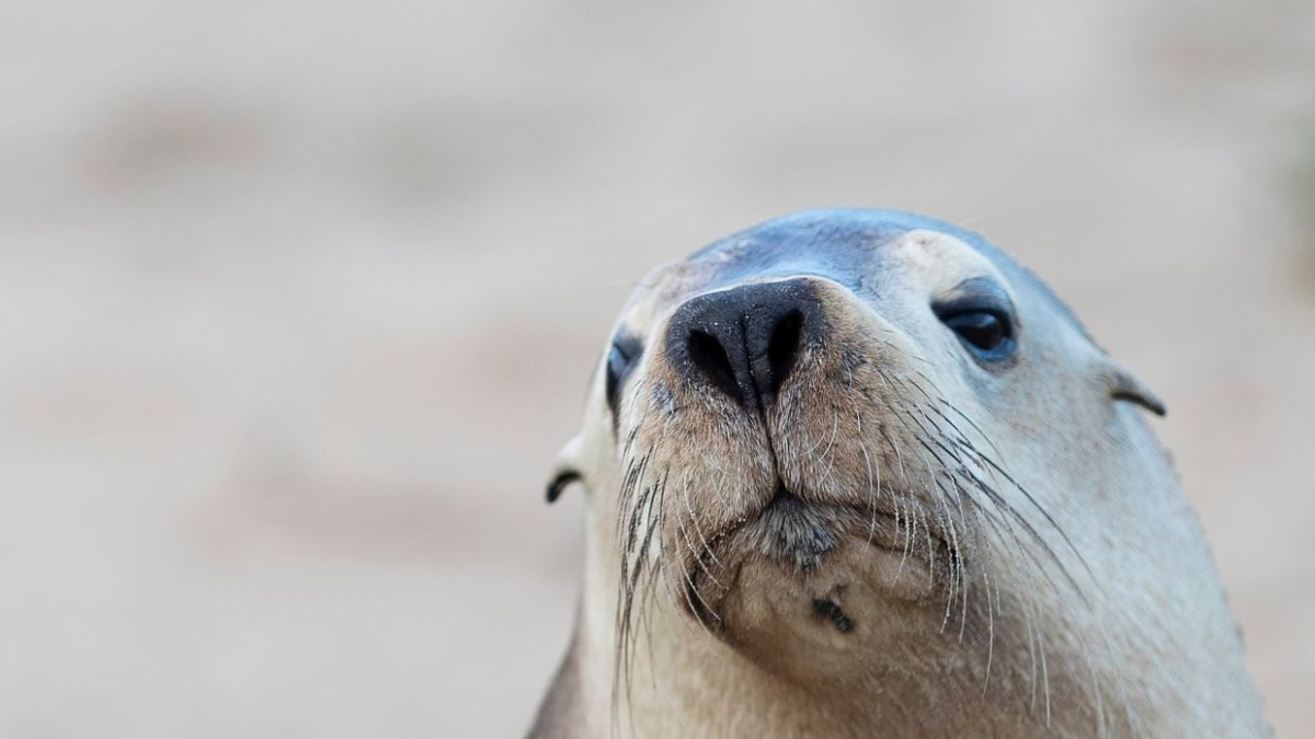 H5N1 Bird Flu Threatens Endangered Australian Sea Lions as Outbreak Spreads Across South Australia