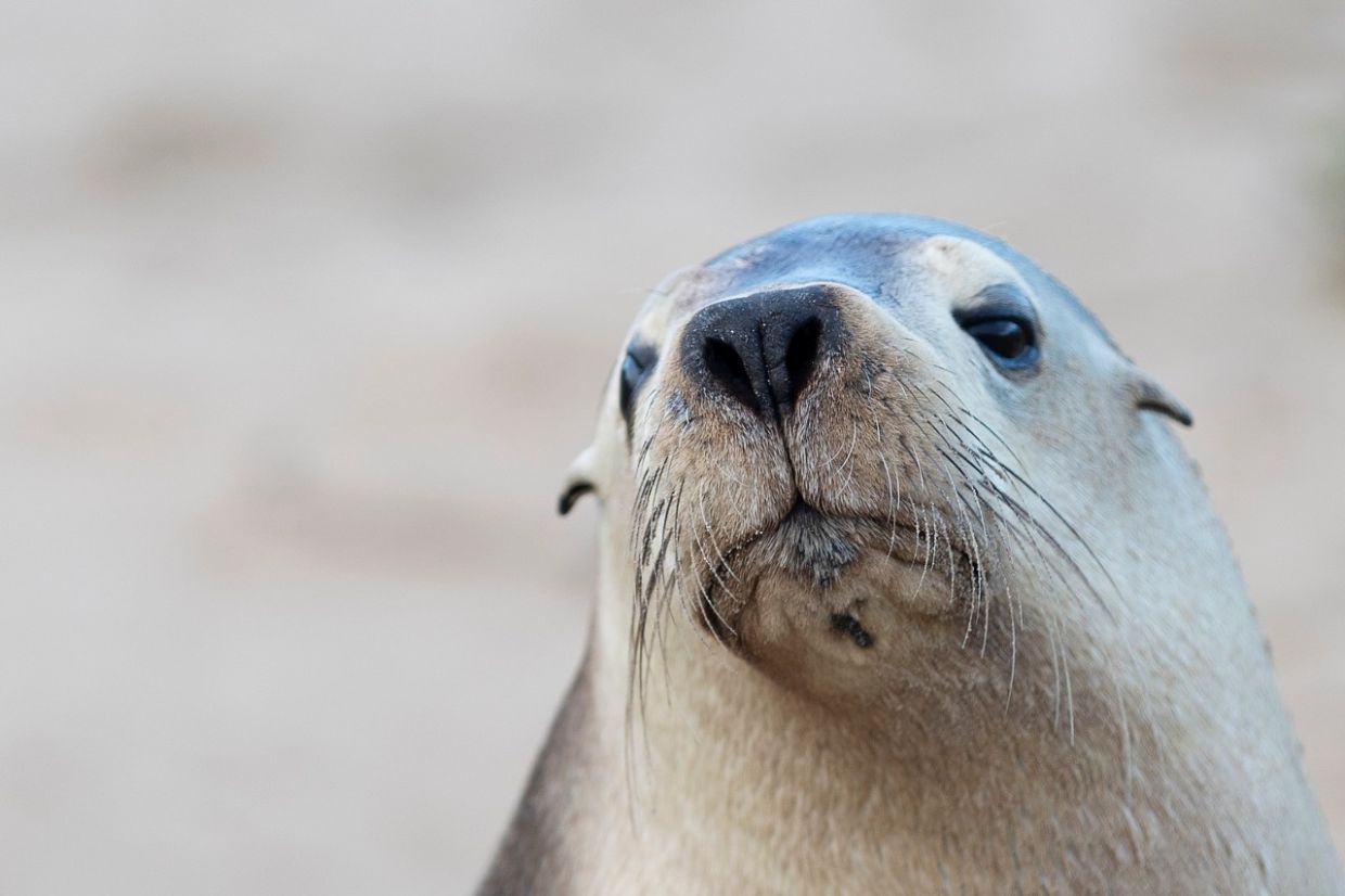 H5N1 Bird Flu Threatens Endangered Australian Sea Lions as Outbreak Spreads Across South Australia