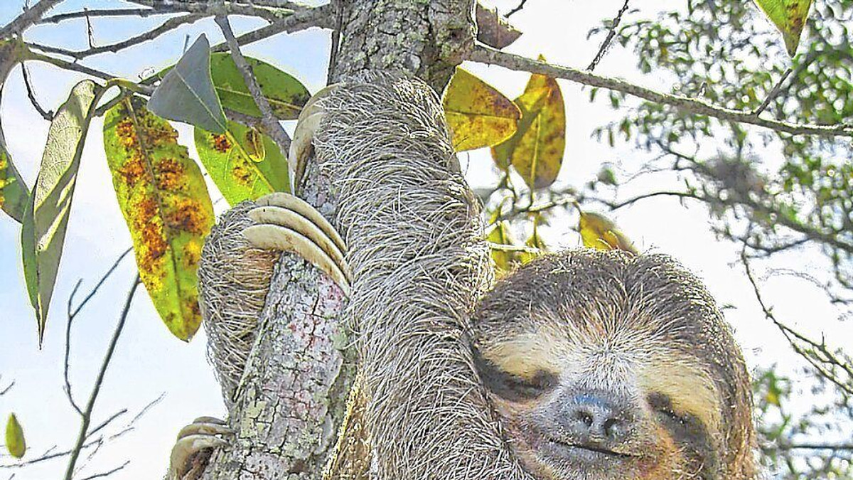 Sloth genome reveals jumping genes that could unlock secrets of human ageing and disease