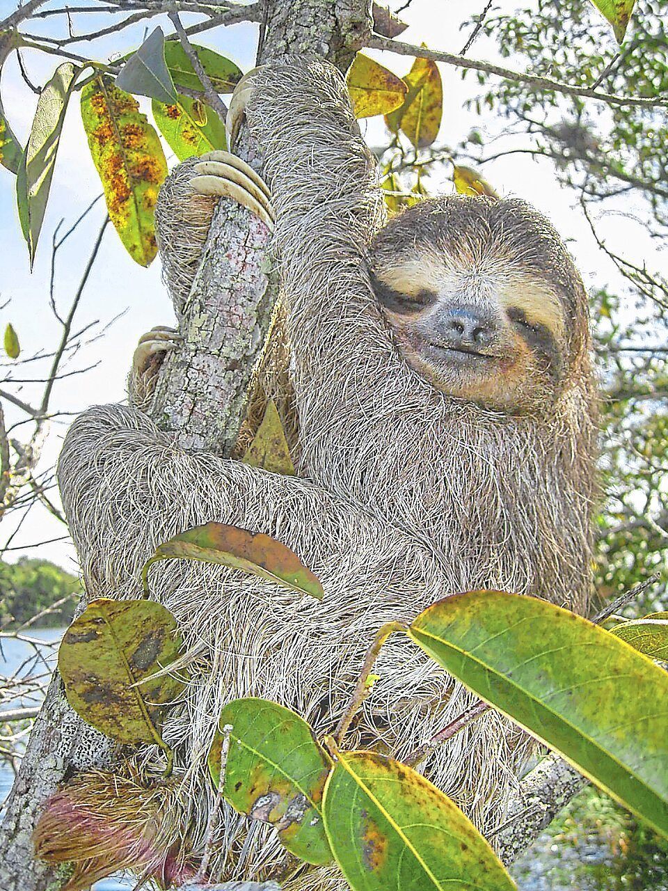 Sloth genome reveals jumping genes that could unlock secrets of human ageing and disease