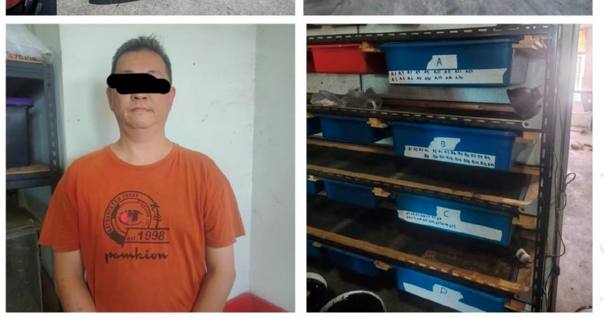 Police Bust Illegal Wildlife Operation in Kedah, Rescue 89 Protected Reptiles