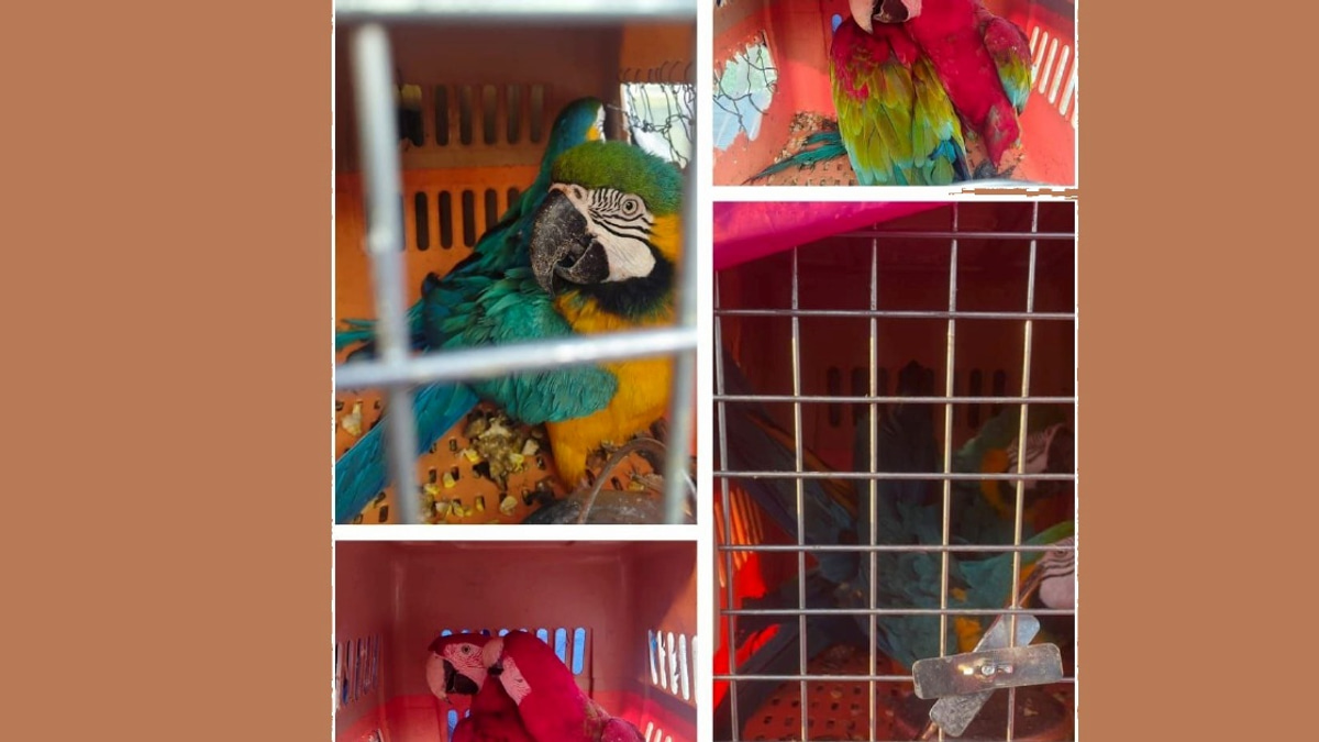 Two arrested with eight protected macaws worth RM400,000 in Kelantan smuggling bust