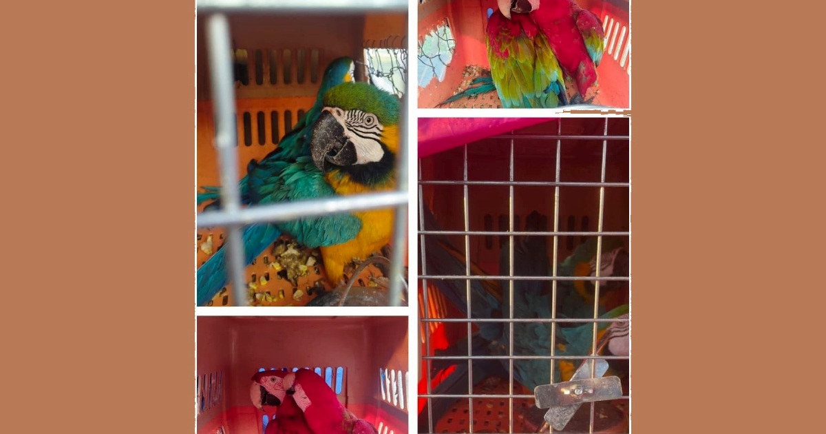 Two arrested with eight protected macaws worth RM400,000 in Kelantan smuggling bust