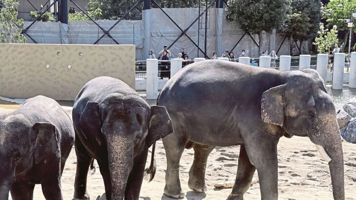 MACC Launches Investigation Into Zoo Taiping Elephant Transfer to Japan