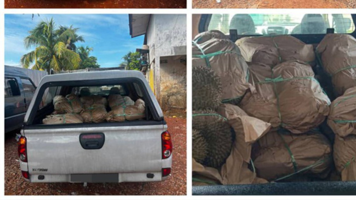 GOF Seizes RM50,000 in Contraband Durians, Driver Detained at Kelantan Border Crossing