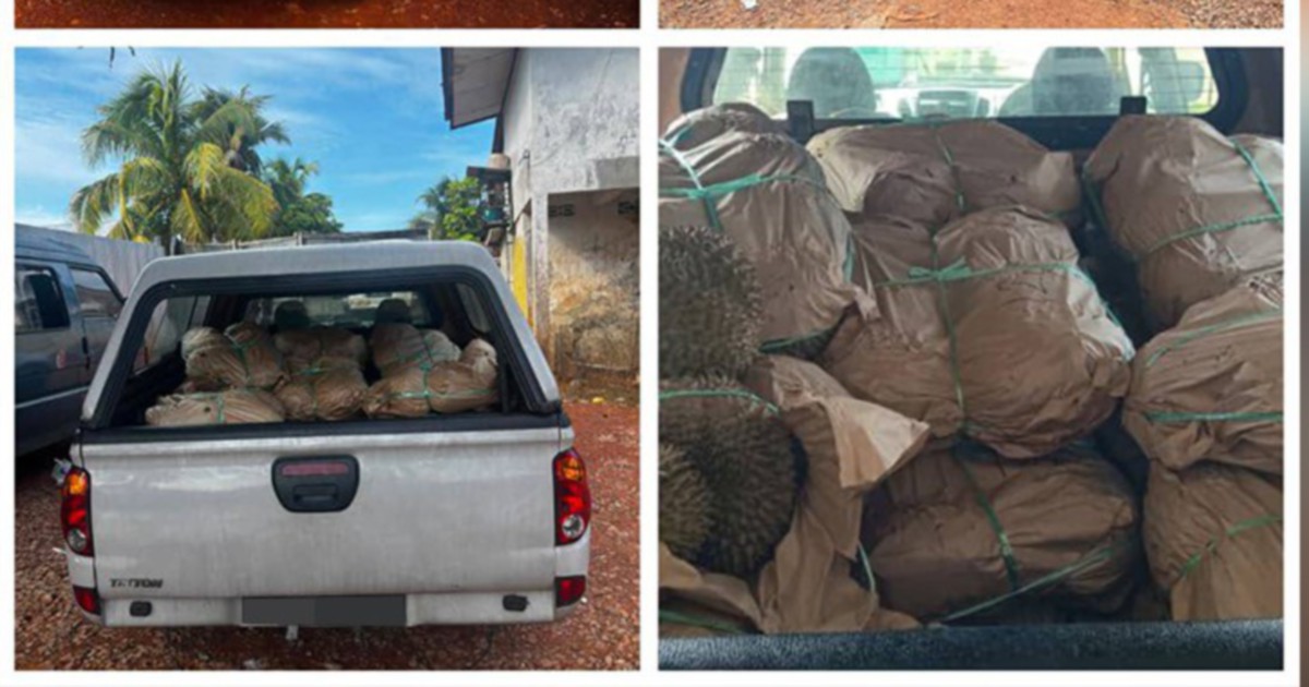 GOF Seizes RM50,000 in Contraband Durians, Driver Detained at Kelantan Border Crossing