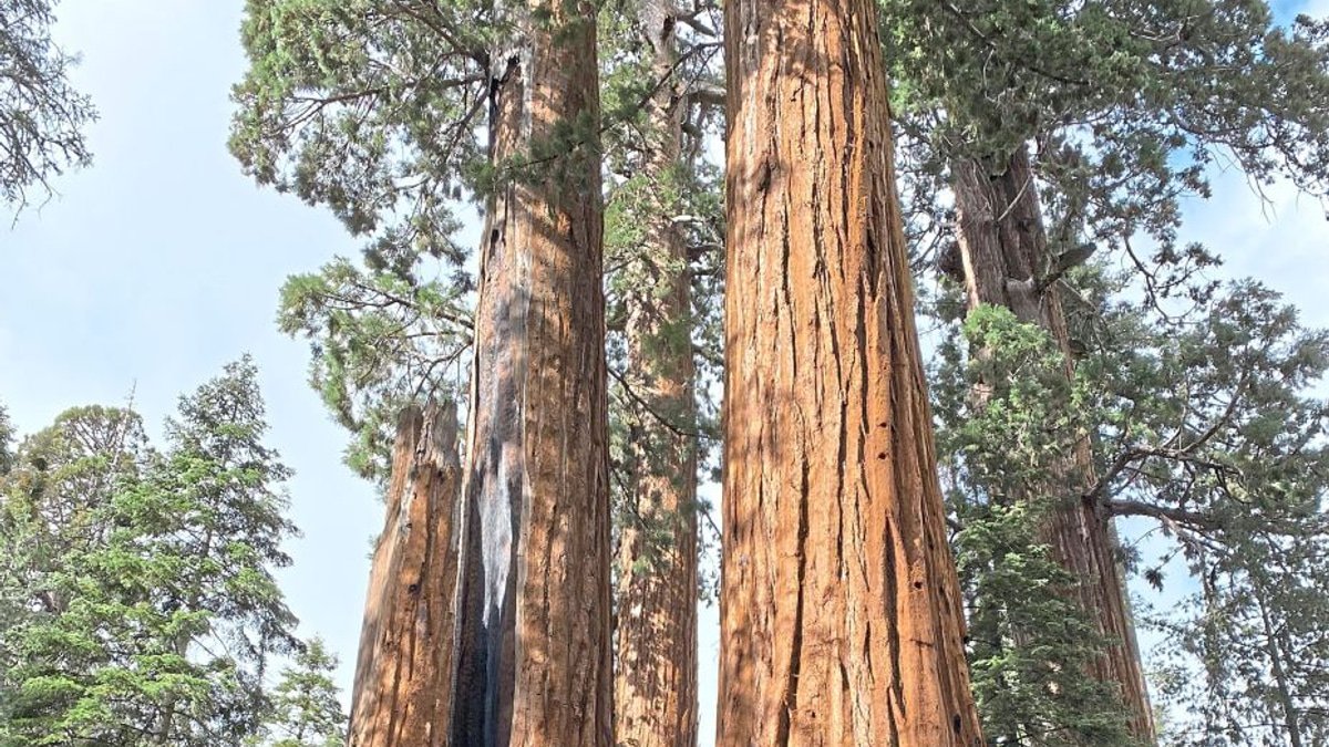 California launches massive restoration drive to save ancient giant sequoias from catastrophic wildfires