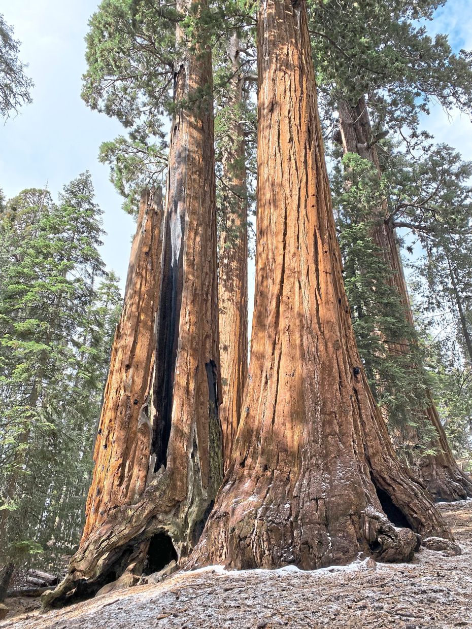 California launches massive restoration drive to save ancient giant sequoias from catastrophic wildfires