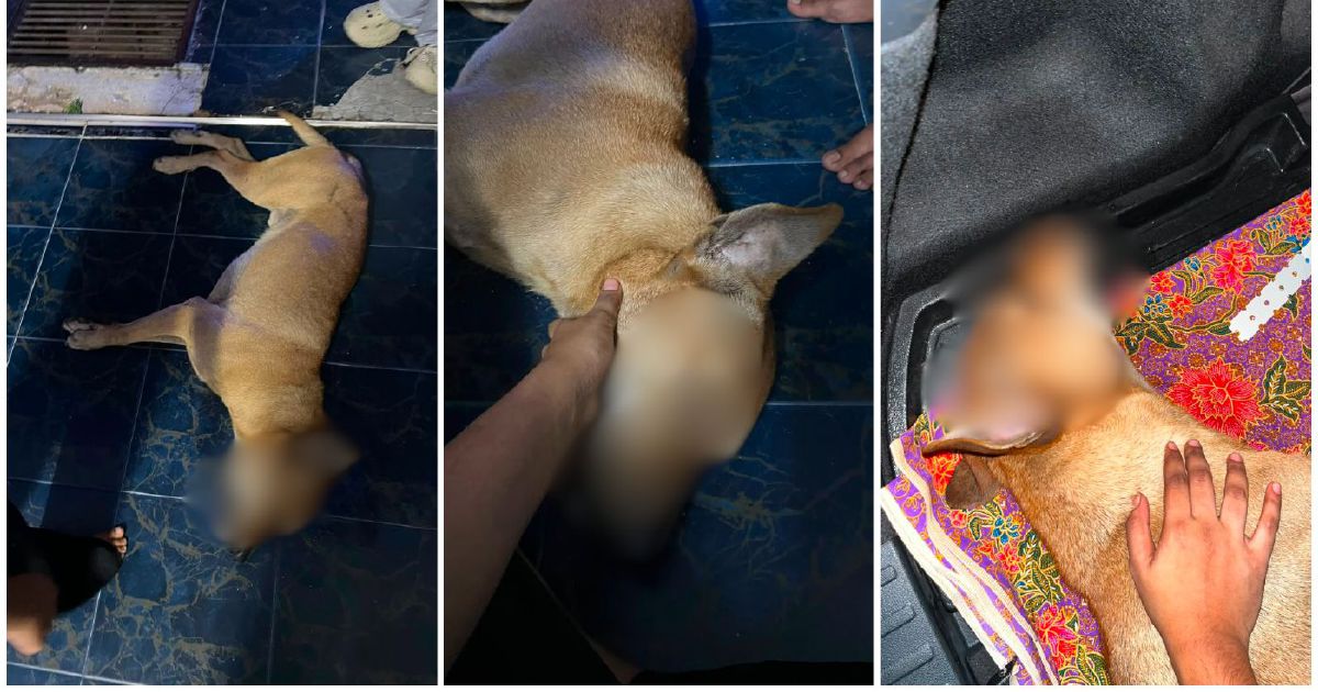 Police Launch Investigation Into Dog's Death During Stray Capture in Port Klang