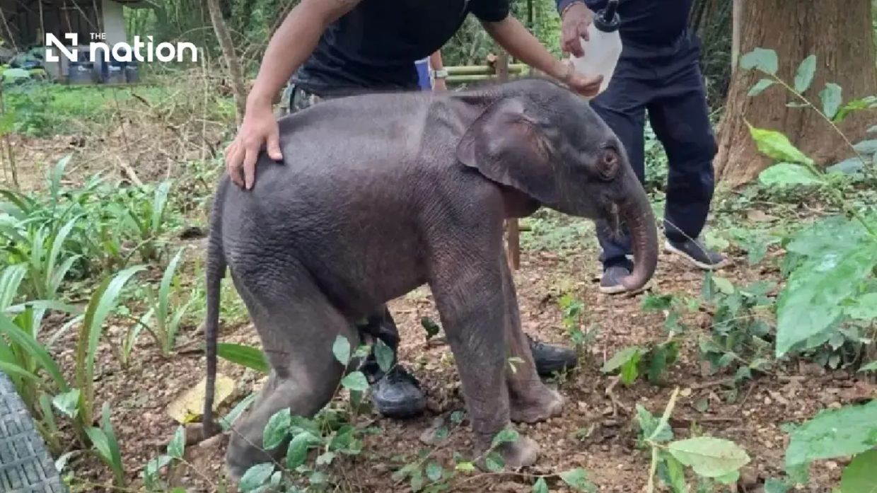 Young Wild Elephant Calf Fighting for Life After Rescue in Thailand
