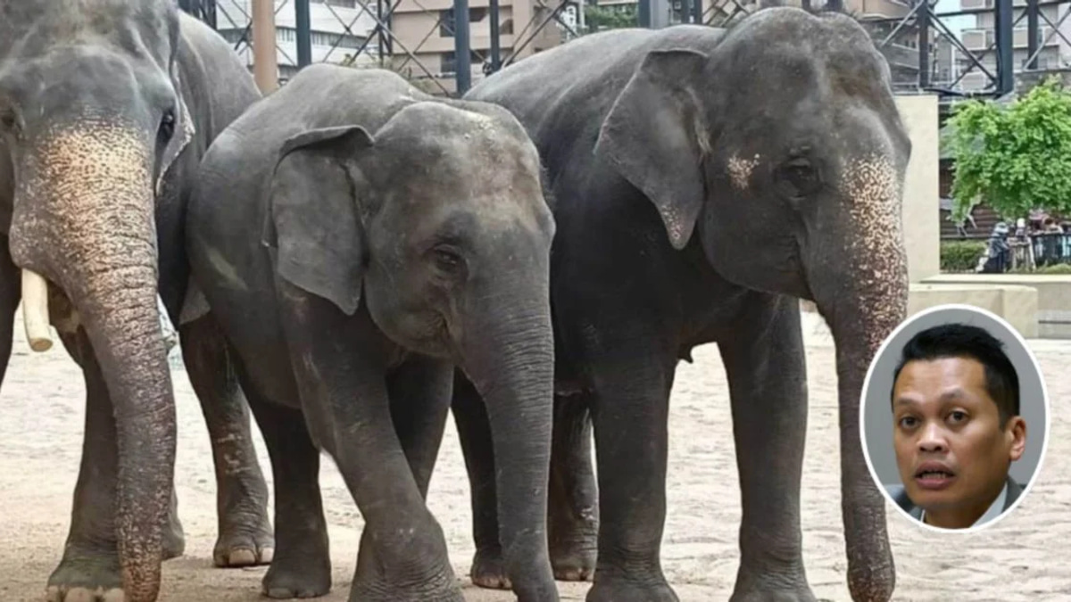 Nik Nazmi Distances Himself from RM53 Million Elephant Transfer Allegations