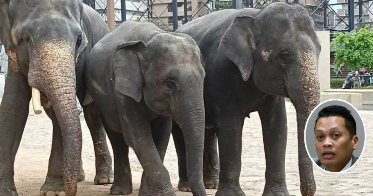 Nik Nazmi Distances Himself from RM53 Million Elephant Transfer Allegations