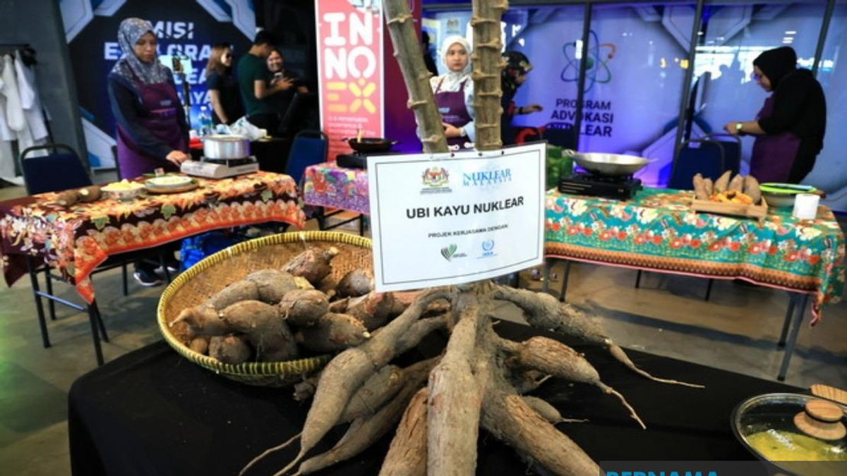 Malaysian Nuclear Agency's Fast-Growing Cassava Set for Market Launch Within Two Years