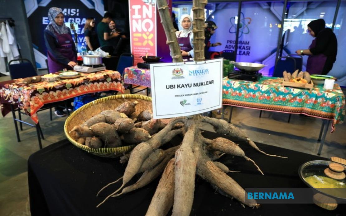 Malaysian Nuclear Agency's Fast-Growing Cassava Set for Market Launch Within Two Years