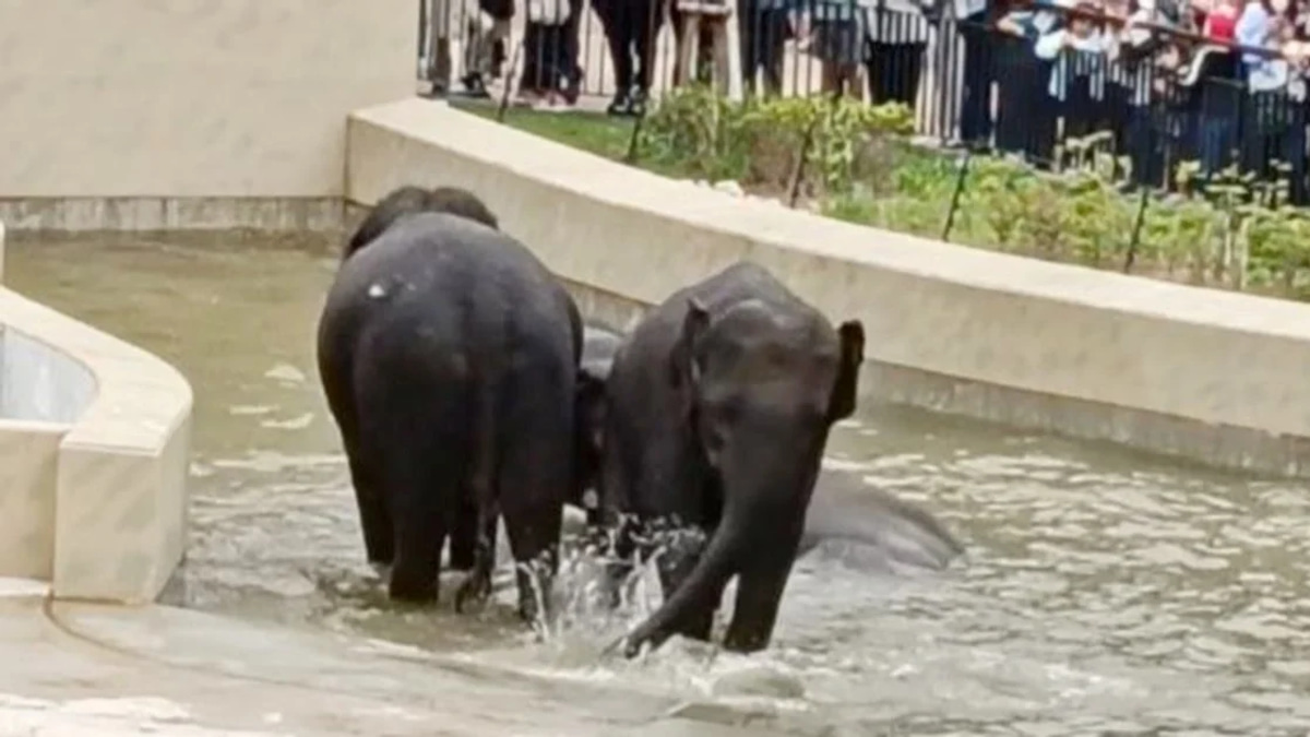 MACC's Taiping Elephant Transfer Probe Confined to Document Review