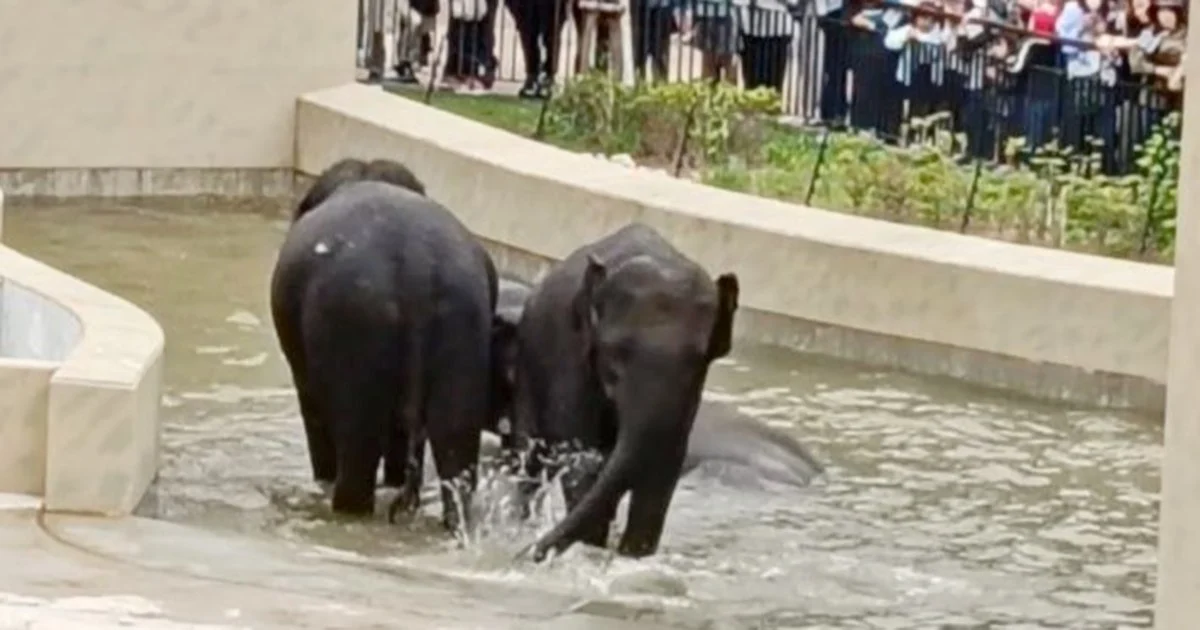 MACC's Taiping Elephant Transfer Probe Confined to Document Review
